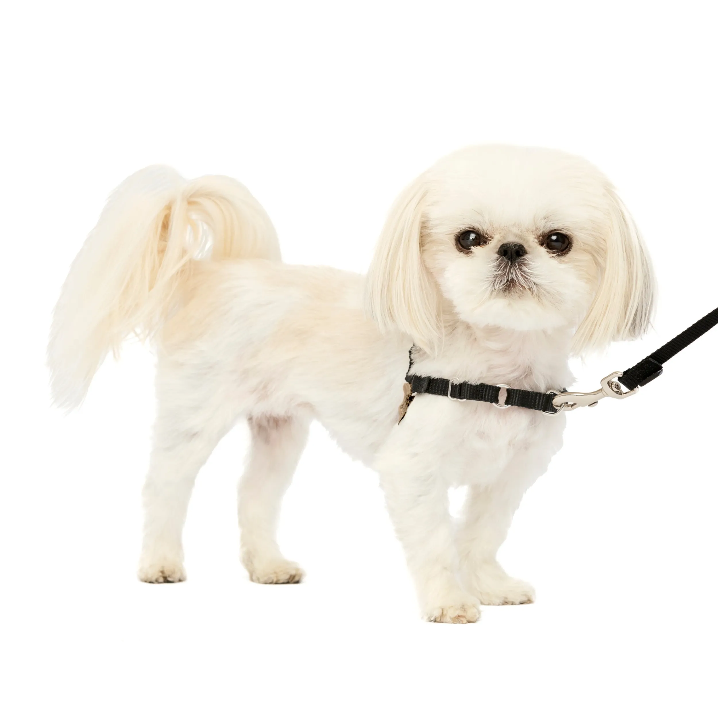 Fashion PetSafe Easy Walk® Harness, No Pull Dog Harness