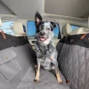 Clearance PetSafe Happy Ride® Quilted Hammock Seat Cover - Black